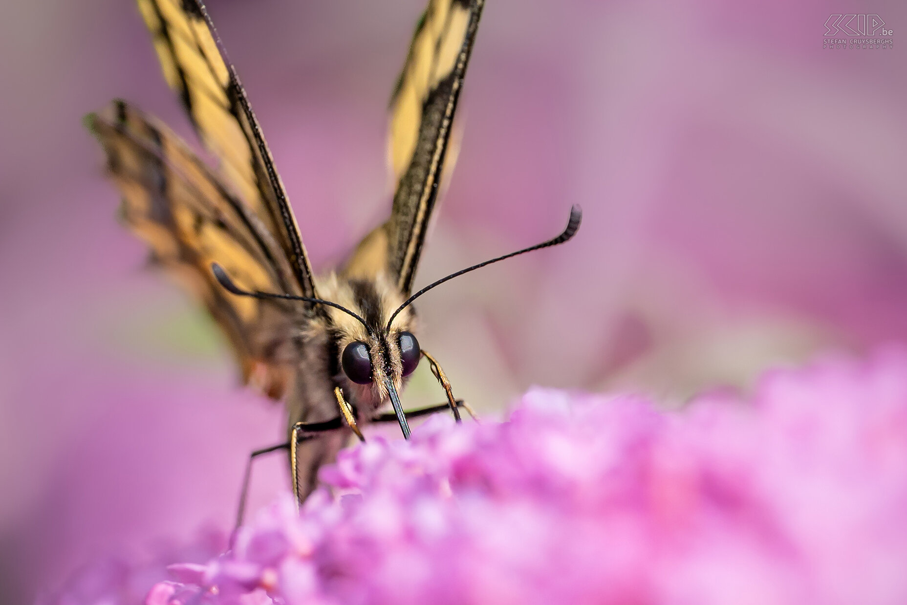 Vlinders - Koninginnenpage De koninginnenpage (Papilio machaon) was één van de soorten die bijna dagelijks aanwezig was in onze tuin. Het is een van de grootste vlinders in ons land en ze gebruiken hun lange oprolbare tong om uit smalle bloemhoofdjes nectar te zuigen. Stefan Cruysberghs